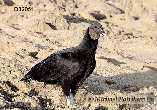 American Black Vulture (Coragyps atratus)